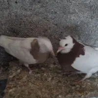 ساده ،طوقی|پرنده|تربت جام, شاد|دیوار