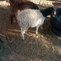 3عدد بزغاله ماده