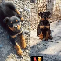 توله روتوایلر۶۰روزه