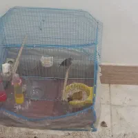 قناری|پرنده|خرمشهر, |دیوار