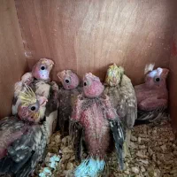 جوجه عروس هلندی، طوطی|پرنده|اصفهان, بهارستان|دیوار