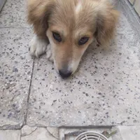 سگ پیدا شده