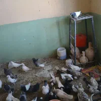 کبوتر|پرنده|خانمیرزا, |دیوار