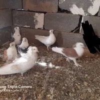 کبوتر|پرنده|زرندیه, |دیوار