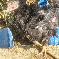 مرغ سیاه فری مادرودختر|حیوانات مزرعه|پاکدشت, پاکدشت (مامازند)|دیوار