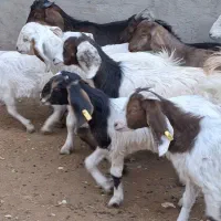 10راس بزغاله دورگ پاکستانی شیرمست موقعیت بردسکن|حیوانات مزرعه|مشهد, رباط طرق|دیوار