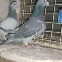 کبوتر پلاکی وانروی