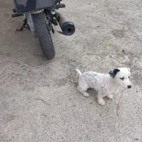 شیزوماده|سگ|لولمان, |دیوار