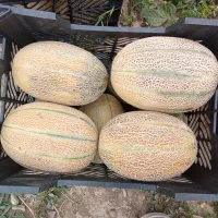 خربزه جانان