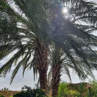 فروش درخت نخل