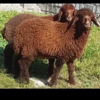 بره نر و ماده