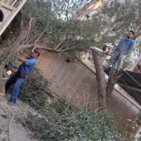 بریدن نخل و درخت هرس نخل سمپاشی نخل|خدمات باغبانی و درختکاری|اهواز, نادری|دیوار