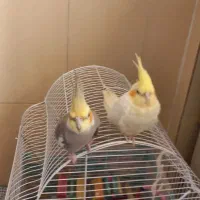 عروس هلندی نروماده|پرنده|رشت, هلال احمر|دیوار