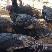 بوقلمون|پرنده|نیمروز, |دیوار