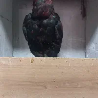 خروس ومرغ لاری|حیوانات مزرعه|ماهدشت, |دیوار