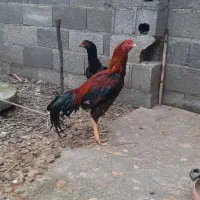 مرغ خروس|حیوانات مزرعه|سنگر, |دیوار