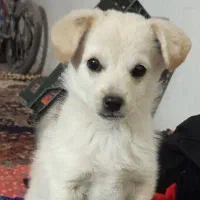 پاکوتاه|سگ|زنجان, |دیوار