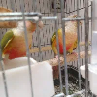 گرینچیک مولد به همراه دو جوجه