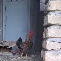خروس