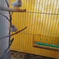 یک جفت فنچ