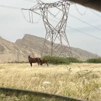 سرمایه-داران-و-سازندگان-دنبال-این-زمین-هستند