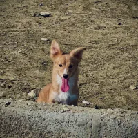 واگذاری|سگ|چابهار, |دیوار