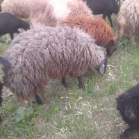 ۲ عدد قوچ بذری