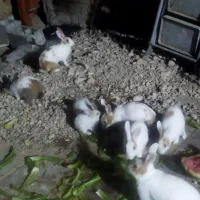 واگذاری خرگوش