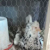 تخم مرغ گلین لری اصل|حیوانات مزرعه|مشهد, دانشجو|دیوار