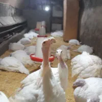 فروش بوقلمون پرواری بیوتید|حیوانات مزرعه|تفرش, |دیوار