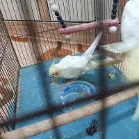 عروس پاریس .هلندی