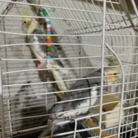 ‌ هلندی سخنگو.|پرنده|خاش, |دیوار