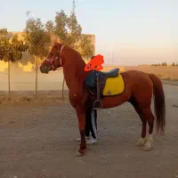 اسب کرد عرب