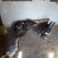 ۸ عدد جوجه یک خروس دو تا مرغ|حیوانات مزرعه|شبانکاره, |دیوار