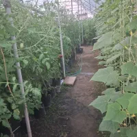 گلخانه اجاره و واگذاری و معاوضه