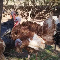 بوقلمون ارگانیک مزرعه