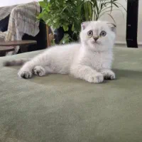 گربه اسکاتیش فولد ماده