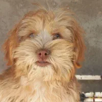 شیتزو|سگ|ابهر, |دیوار