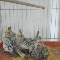 جوجه و مولد عروس هلندی