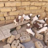 کوبترر|پرنده|طسوج, |دیوار