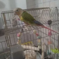 گرینچیک آناناسی