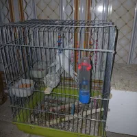 عروس پاریس البینیو