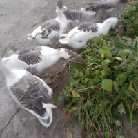 غاز محلی خوش خوراک|حیوانات مزرعه|رشت, فلسطین|دیوار