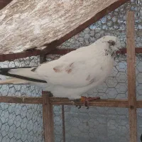 کبوتر پرشی|پرنده|کلارآباد, |دیوار