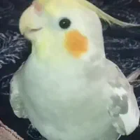 عروس هلندی اهویی