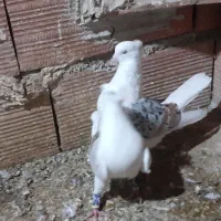 کفتردوکت وابلغ المانی وزاغ ابادانی