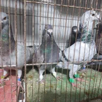 کفتر پلاکی تیر|پرنده|کوه چنار, |دیوار