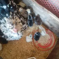 مرغ گلین باجوجه