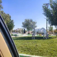 فروش سه عدد اسب