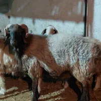 کاوه قوچ ترکی چینی|حیوانات مزرعه|کوه چنار, |دیوار